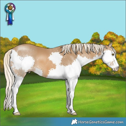 Horse Color:Chocolate Palomino Splash
