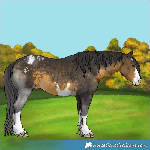 Horse Color:Buckskin Appaloosa