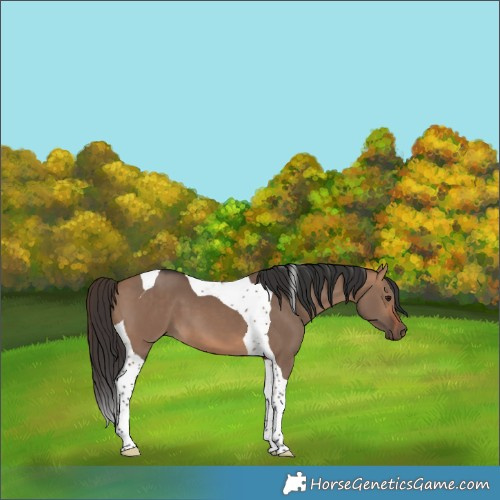 Horse Color:Bay Dun Tobiano