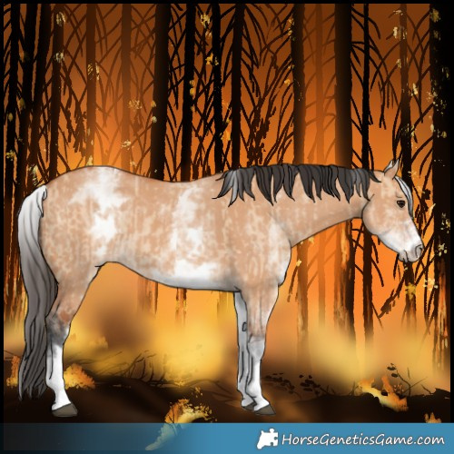 Horse Color:White Spotted Bay Dun Rabicano  and White Spotted Bay Dun 