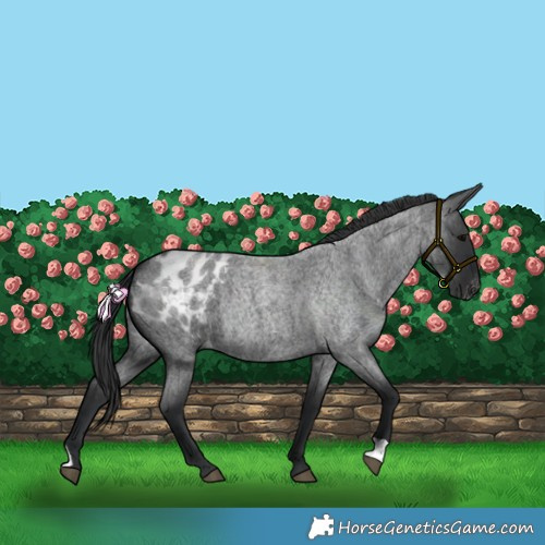 Horse Color:Blue Roan Blanket
