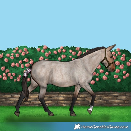 Horse Color:Bay Roan Dun 