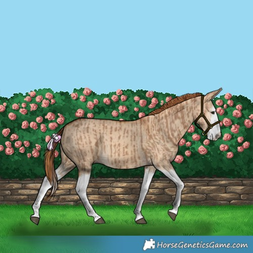 Horse Color:Red Dun Splash and Red Dun Splash