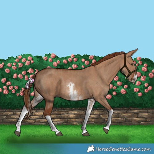 Horse Color:Red Dun Splash and White Spotted Red Dun Splash