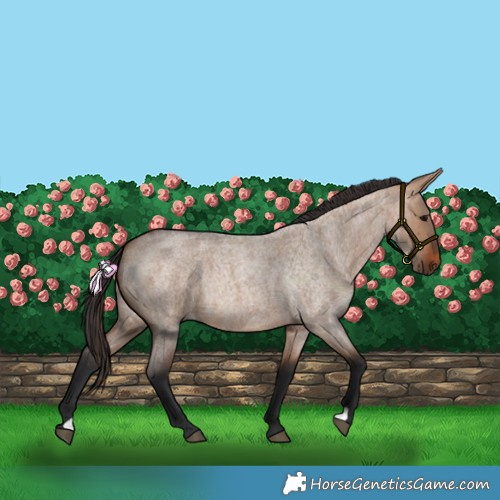 Horse Color:Bay Roan Dun 