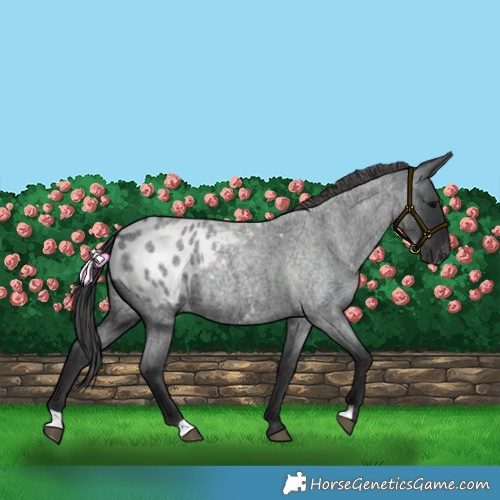 Horse Color:Blue Roan Blanket 