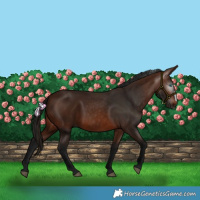 Horse Color:Gray Bay Frame 