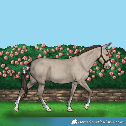 Horse Color:Classic Champagne Dun 