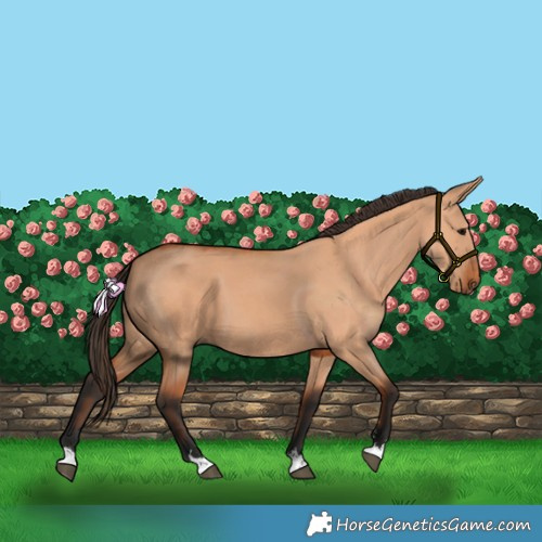 Horse Color:Bay Dun 