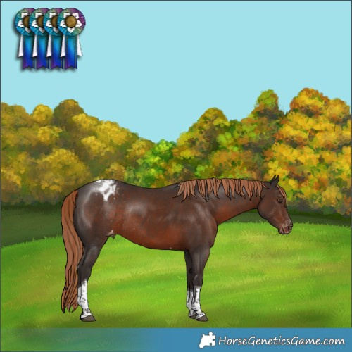 Horse Color:Liver Chestnut Tobiano Varnish Rabicano