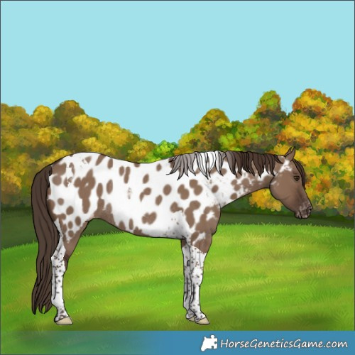 Horse Color:Liver Red Dun Tobiano Appaloosa Rabicano 