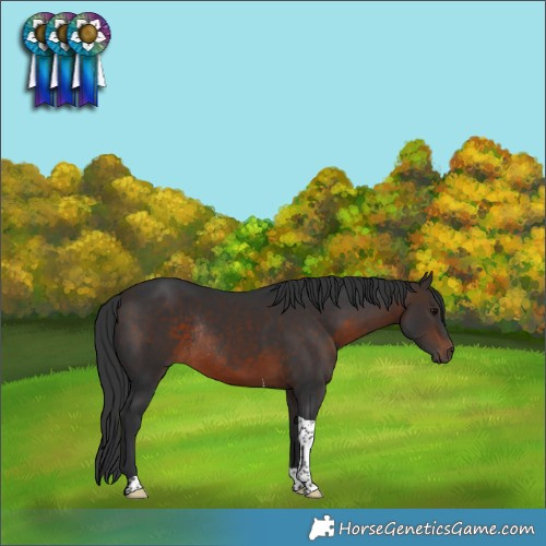 Horse Color:Brown Tobiano Rabicano