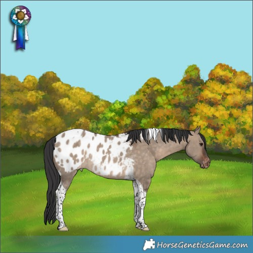 Horse Color:Brown Dun Tobiano Appaloosa Rabicano 