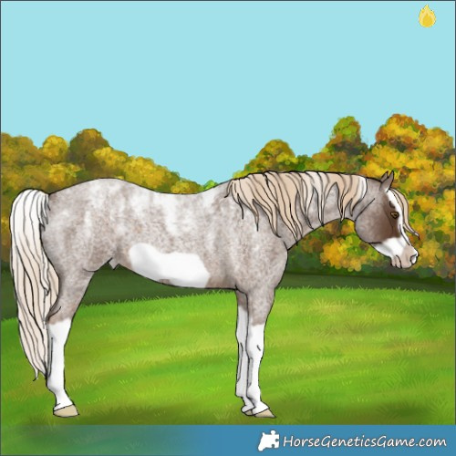 Horse Color:Powder White Chocolate Palomino Roan Splash Frame Varnish 