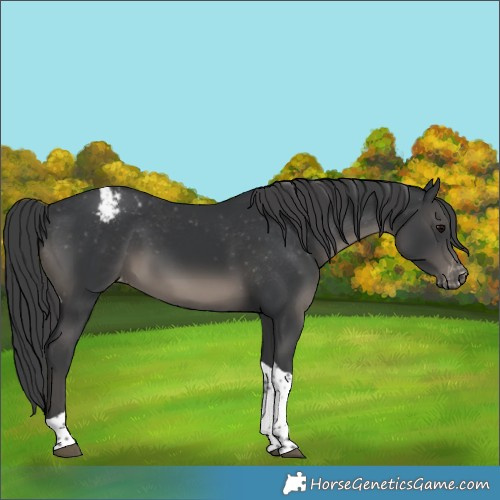 Horse Color:Black Tobiano Appaloosa