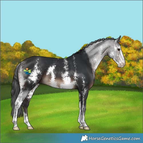 Horse Color:Brown Sabino Rabicano