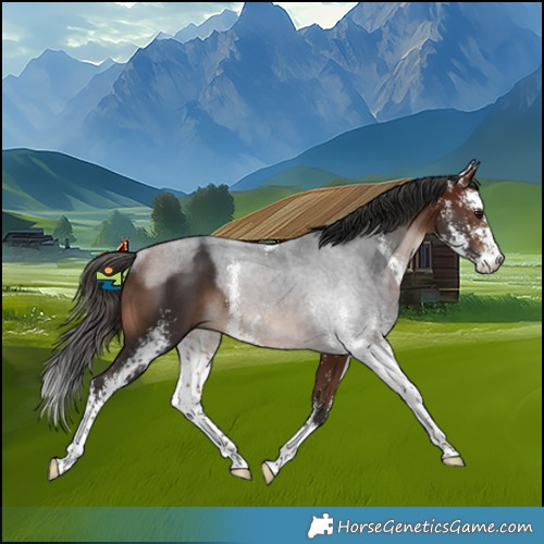 Horse Color:Bay Sabino Rabicano