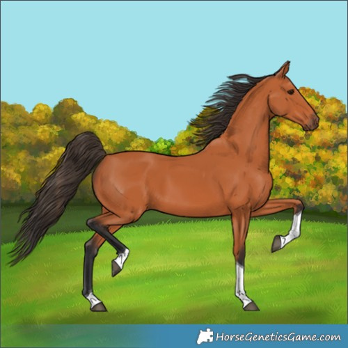Horse Color:Bay Tobiano