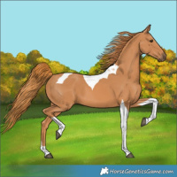 Horse Color:Chestnut Tobiano 
