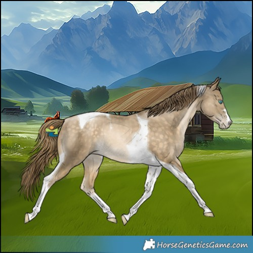 Horse Color:Buckskin Pearl Tobiano Rabicano
