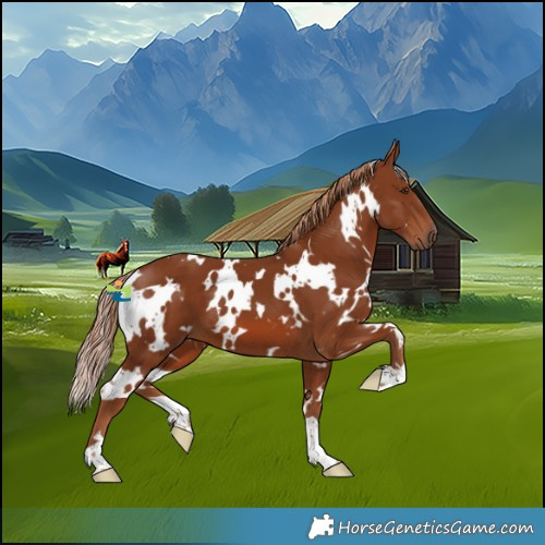 Horse Color:White Spotted Chestnut