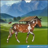 Horse Color:White Spotted Chocolate Palomino 