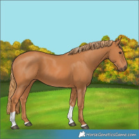 Horse Color:Chestnut Tobiano 