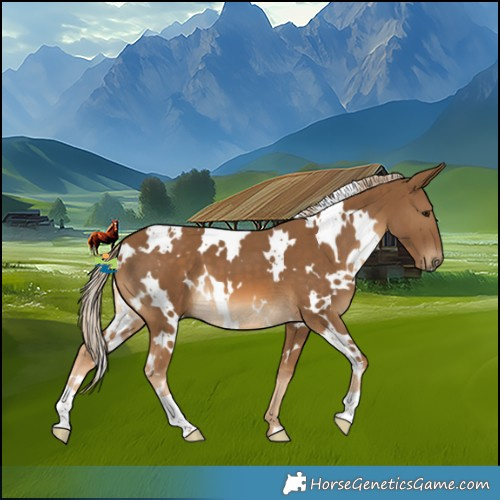 Horse Color:White Spotted Chocolate Palomino