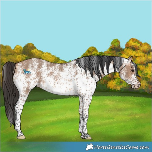 Horse Color:White Spotted Bay Dun 