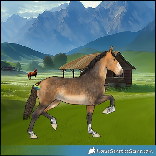 Horse Color:Buckskin