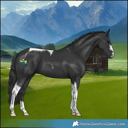 Horse Color:Black Tobiano 