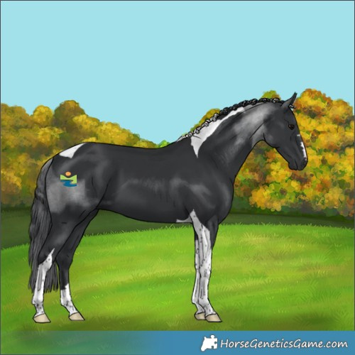 Horse Color:Black Tobiano