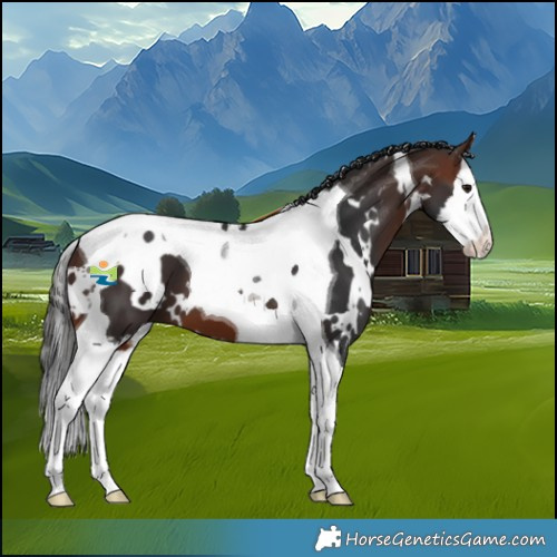 Horse Color:White Spotted Brown Splash Tobiano
