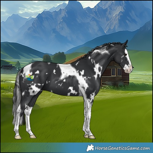 Horse Color:White Spotted Black Splash Tobiano 