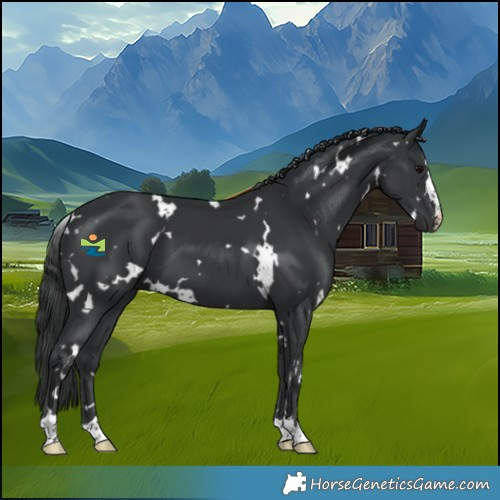 Horse Color:White Spotted Black