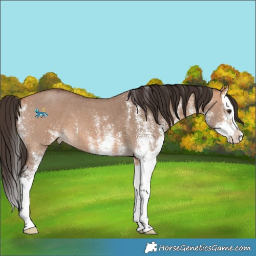 Horse Color:Unknown 