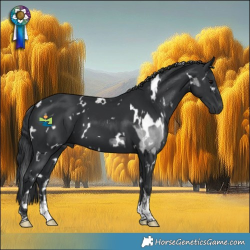 Horse Color:White Spotted Black and White Spotted Black Tobiano