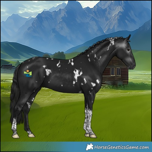 Horse Color:Gray White Spotted Black Tobiano