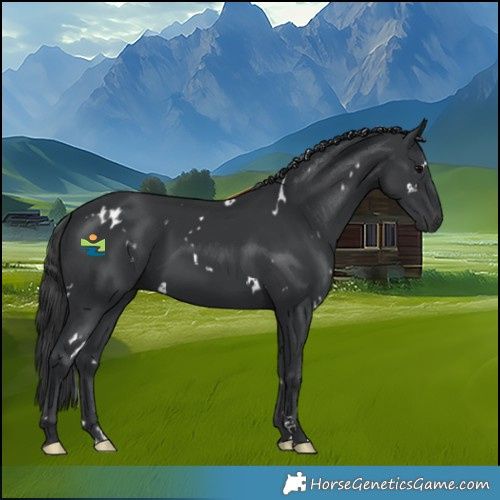 Horse Color:White Spotted Black 