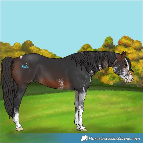 Horse Color:Unknown 