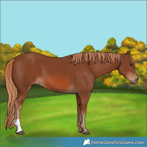 Horse Color:Chestnut 