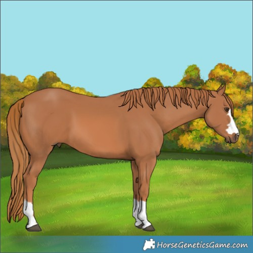 Horse Color:Chestnut 