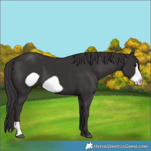 Horse Color:Smoky Black Frame