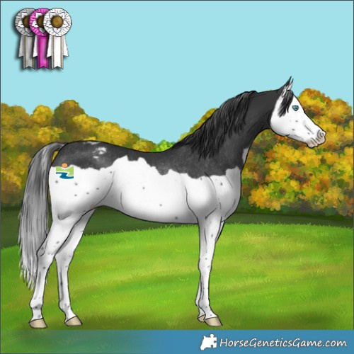 Horse Color:Black Splash Varnish Rabicano 
