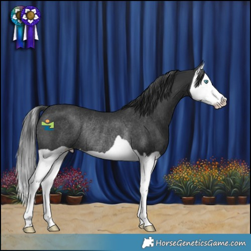 Horse Color:Black Splash Rabicano
