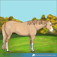 Horse Color:Red Dun Splash