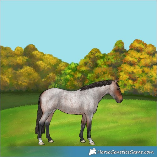Horse Color:Bay Roan 
