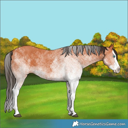 Horse Color:White Spotted Bay Splash and White Spotted Bay Splash