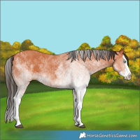 Horse Color:White Spotted Bay Splash and White Spotted Bay Splash