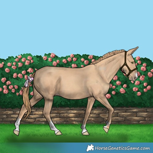 Horse Color:Gold Champagne
